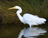 Stoic Egret