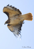 Red Tailed Hawk in a dive