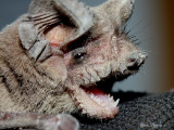 Mexican Free-tailed Bat - Tadarida brasiliensis