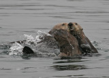 Three otters