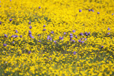 More Little Panoche Fresno County