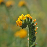 Fiddleneck Closeup