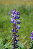 Lupine - Valley Floor