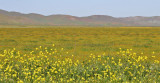 Valley Floor- March 2010