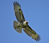 Red-tailed Hawk