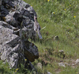 Leaping Greater Roadrunner