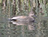 Gadwall