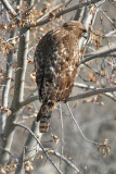 Red-Shouldered Hawk