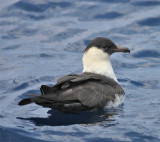 Pomarine again