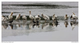 pelicans preening