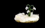 Snowdrop from the Emerald Forest.jpg