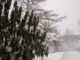 Snow-Feb-2010-009.jpg