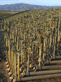 Rain for Rent, Salinas Valley