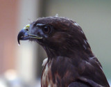 Red Tail Hawk Profile