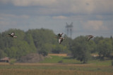 Grgss (Greylag Goose)