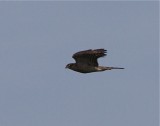 Sparvhk (Sparrowhawk)