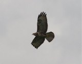 Ormvrk (Common Buzzard)