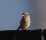 Grsparv (House Sparrow)