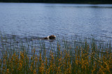 Dog in Mirror Lake