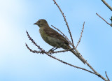 Small-headed Elaenia