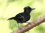 Glossy Antshrike