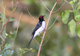 Crimson-fronted Cardinal