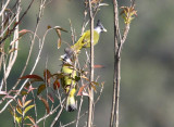 Crested Finchbill