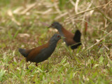 Black-tailed Crake