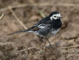 Pied Wagtail