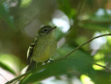 Mottle-cheeked Tyrannulet
