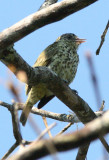 Sharpbill
