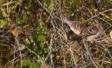 Dark-throated Seedeater and Long-tailed Ground Dove