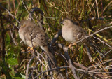 Long-tailed Ground-dove