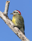 Cuban Green Woodpecker