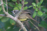 Zapata Sparrow