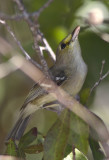 Thick-billed Vireo