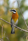 Western Spindalis