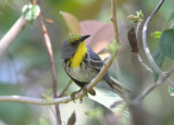 Olive-capped Warbler