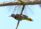 Northern Flicker