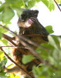 Desmarests Hutia