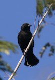Red-shouldered Blackbird