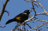 Greater Antillean (or Cuban) Oriole