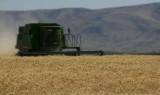 Combine Harvesting Wheat