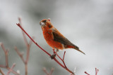 Red Crossbill