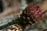 Beavertail Bud