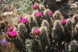 Blooming Hedgehog