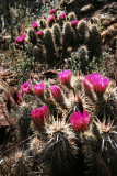 Hedgehog Cacti
