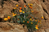 California Poppies