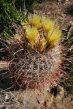 Barrel Cacti