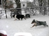 Oz all stretched out and flying through the snow